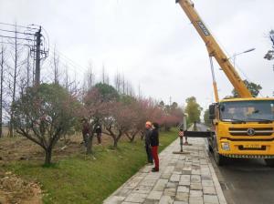  外環(huán)線道路景觀工程二、三標段進行補植復綠工作